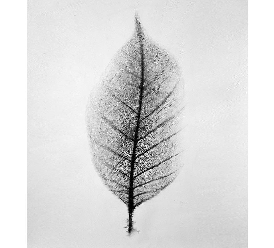 Foglia di luce