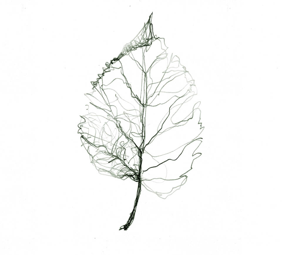 Architettura linfatica